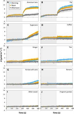 Diurnal decline in photosynthesis and stomatal conductance in several tropical species